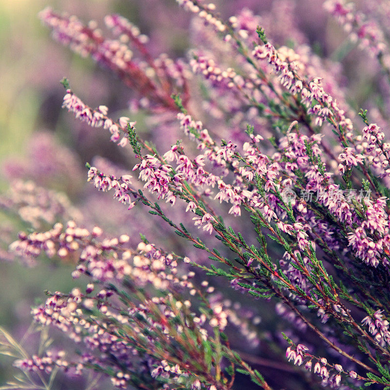 石楠属植物特写(爱丽卡/杜鹃花科)